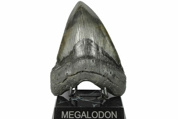 5.61" Fossil Megalodon Tooth - South Carolina